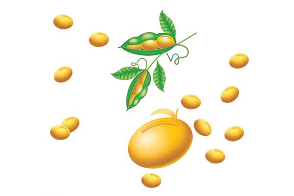 大豆